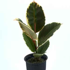 Ficus Elastica
