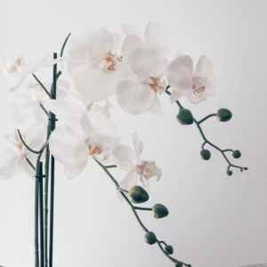 Orchidée blanche
