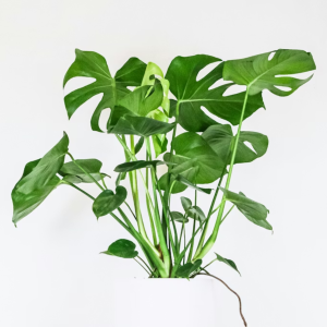 Monstera Deliciosa